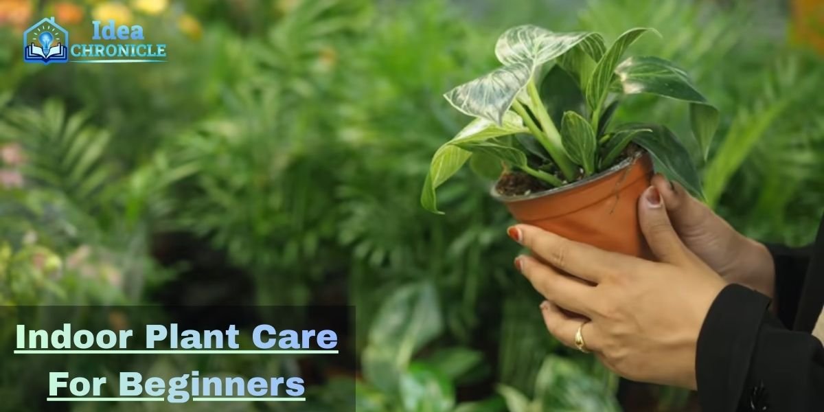 Indoor Plant Care